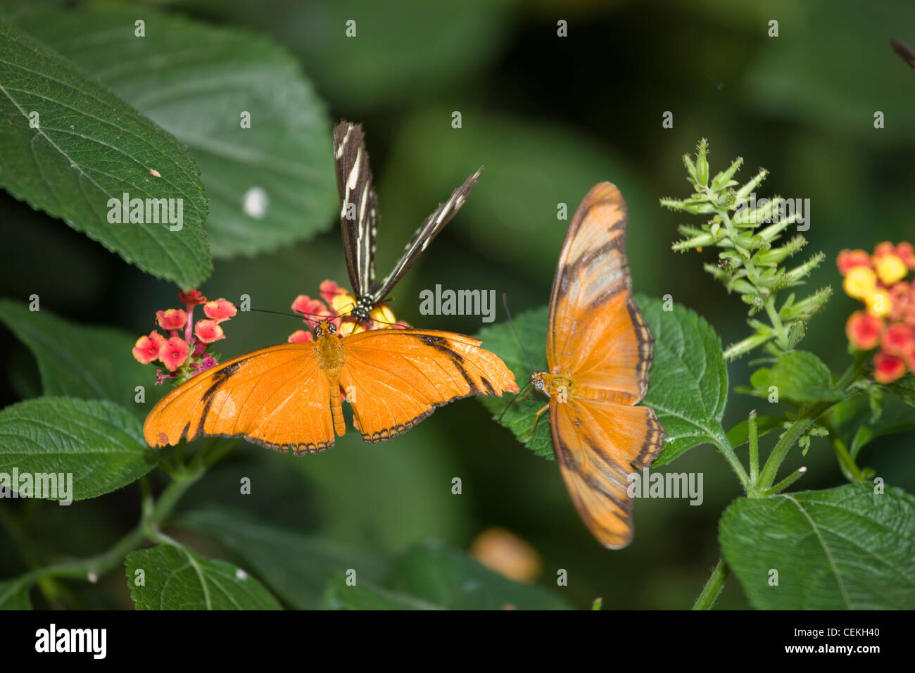 La città di New York, Bronx Zoo, Butterfly Foto Stock