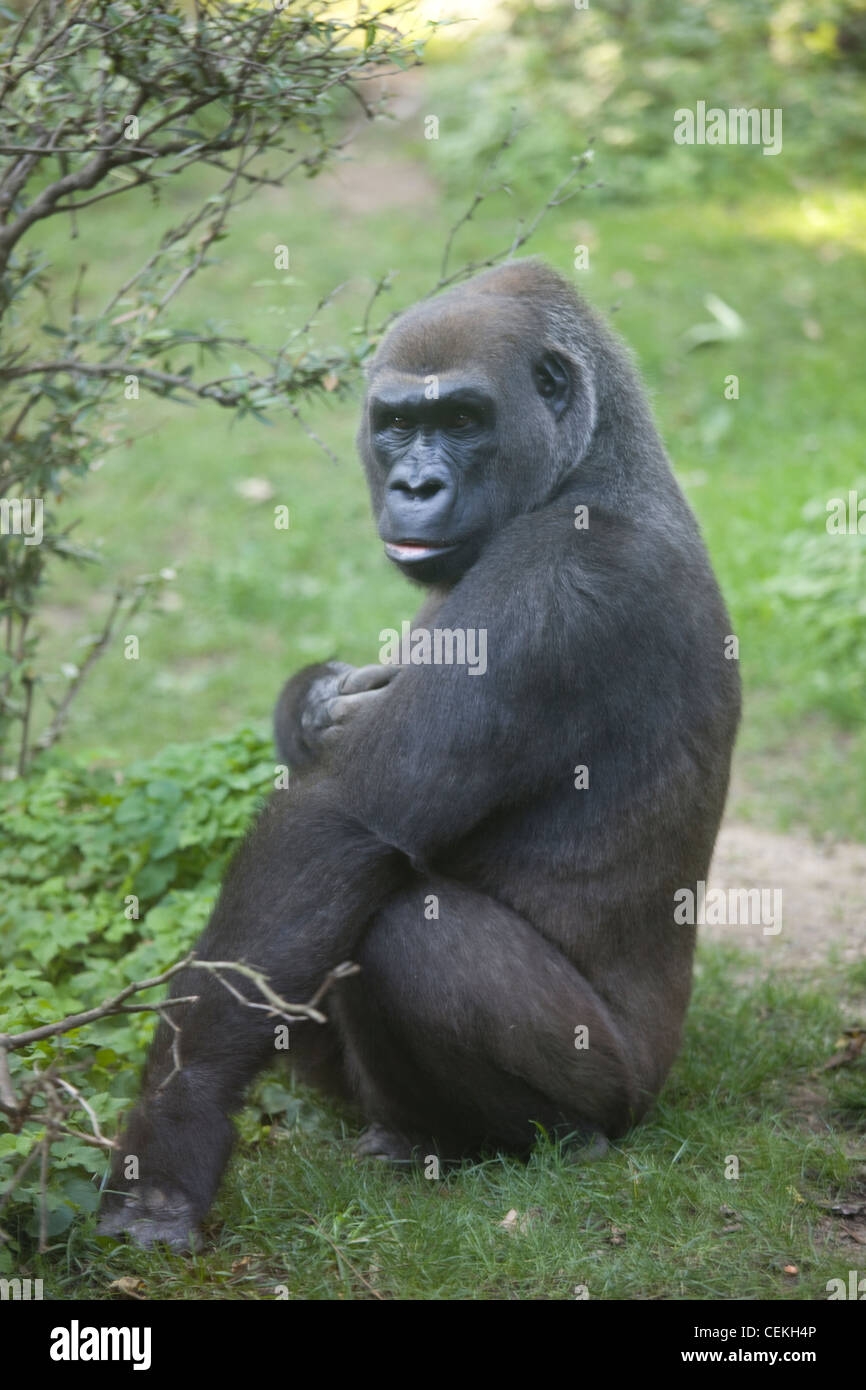 La città di New York, Bronx Zoo, Gorilla Foto Stock