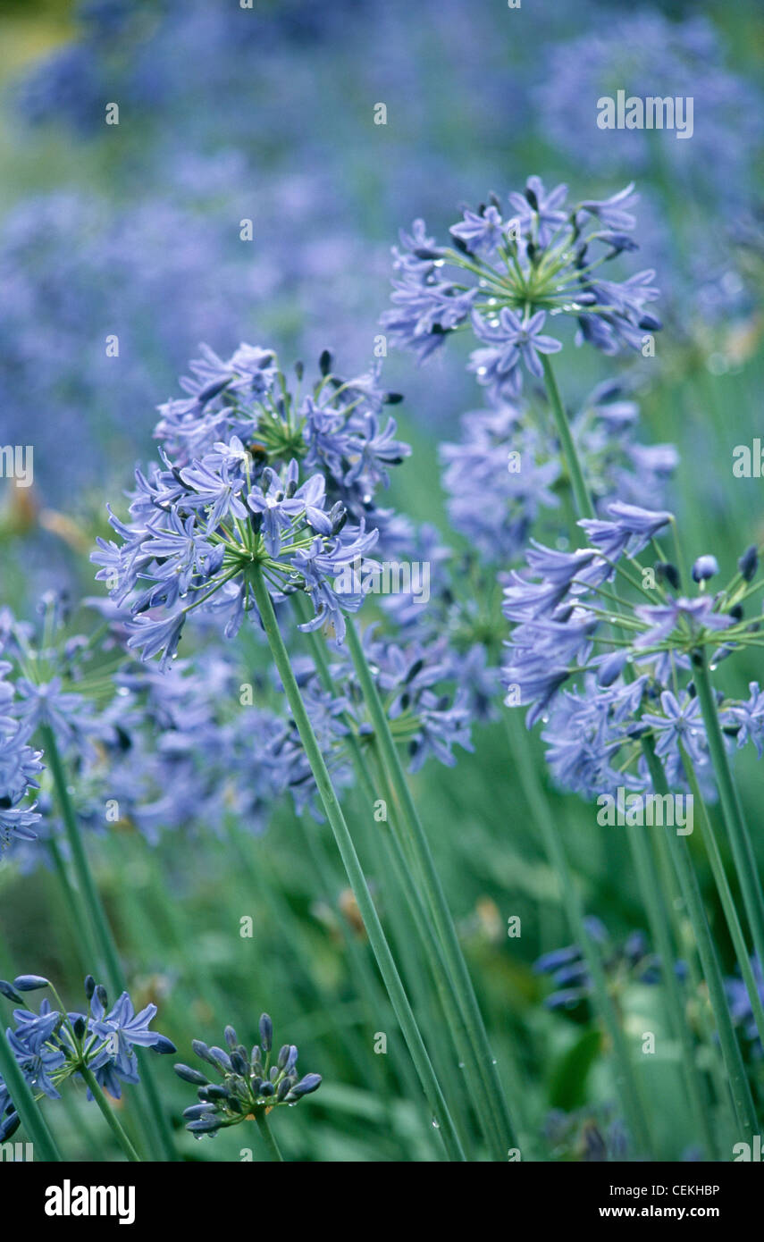 Out of Africa blu mezzanotte Agapanthus fiori piantati in un confine Foto Stock