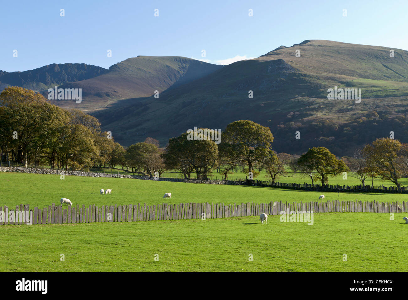 Pecore in un campo, Snowdonia, Galles Foto Stock