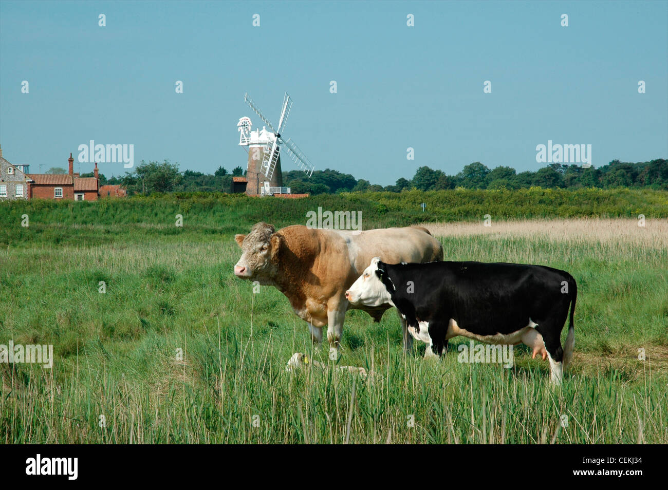 Bull con latte di mucca e in parte nascosta al polpaccio Cley-next-il-Mare con mulino a vento dietro, Norfolk, Inghilterra, Regno Unito Foto Stock