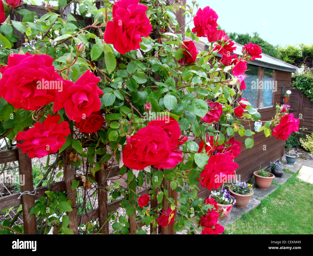 Climbing rose rosse che crescono su un traliccio in un giardino Foto Stock