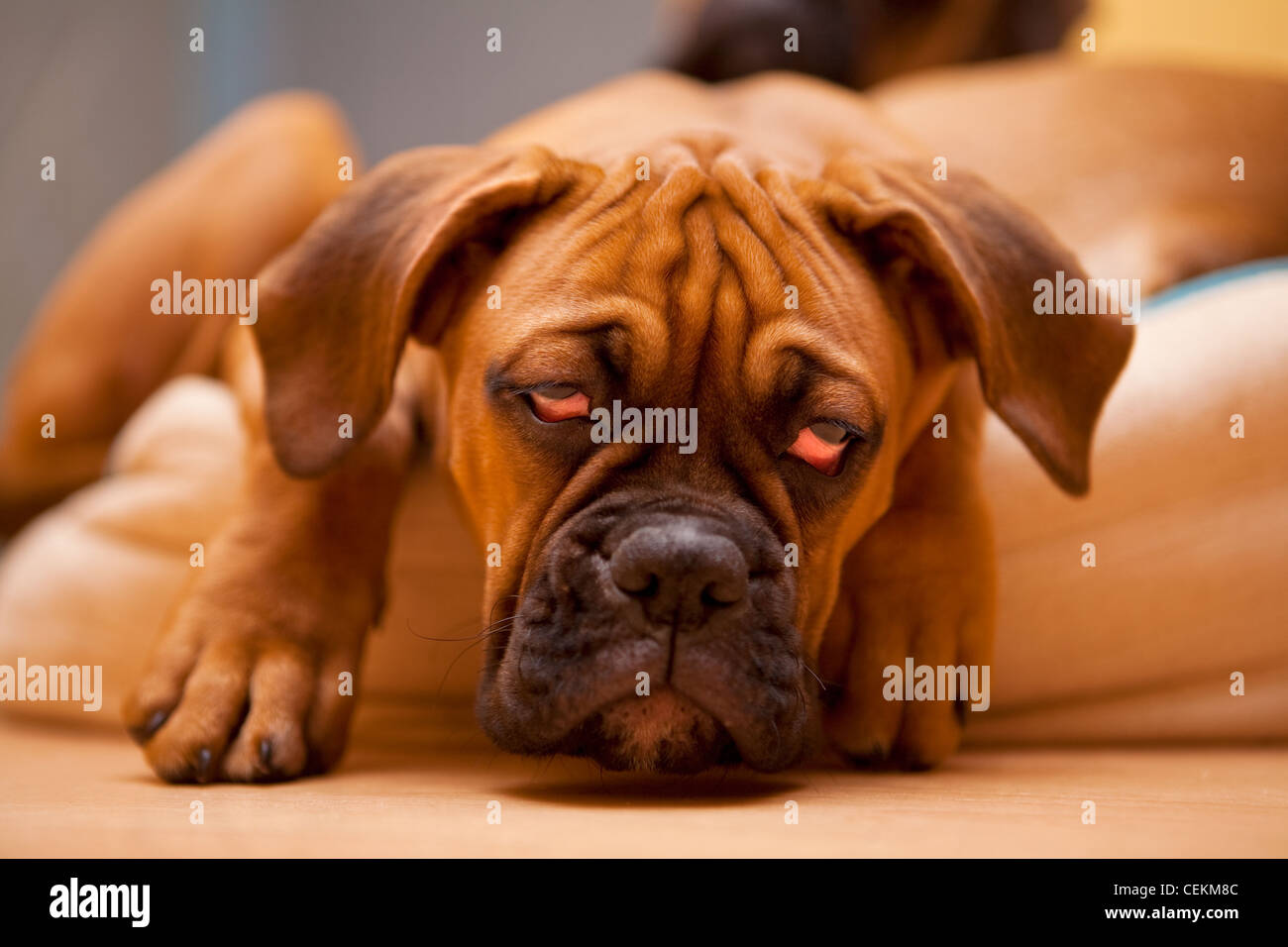 Boxer tedesche - triste, solitario cane con i postumi della sbornia Foto Stock