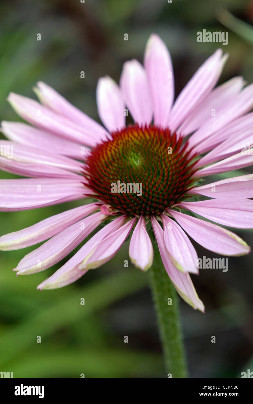 Una chiusura di una fioritura di Echinacea pianta Foto Stock