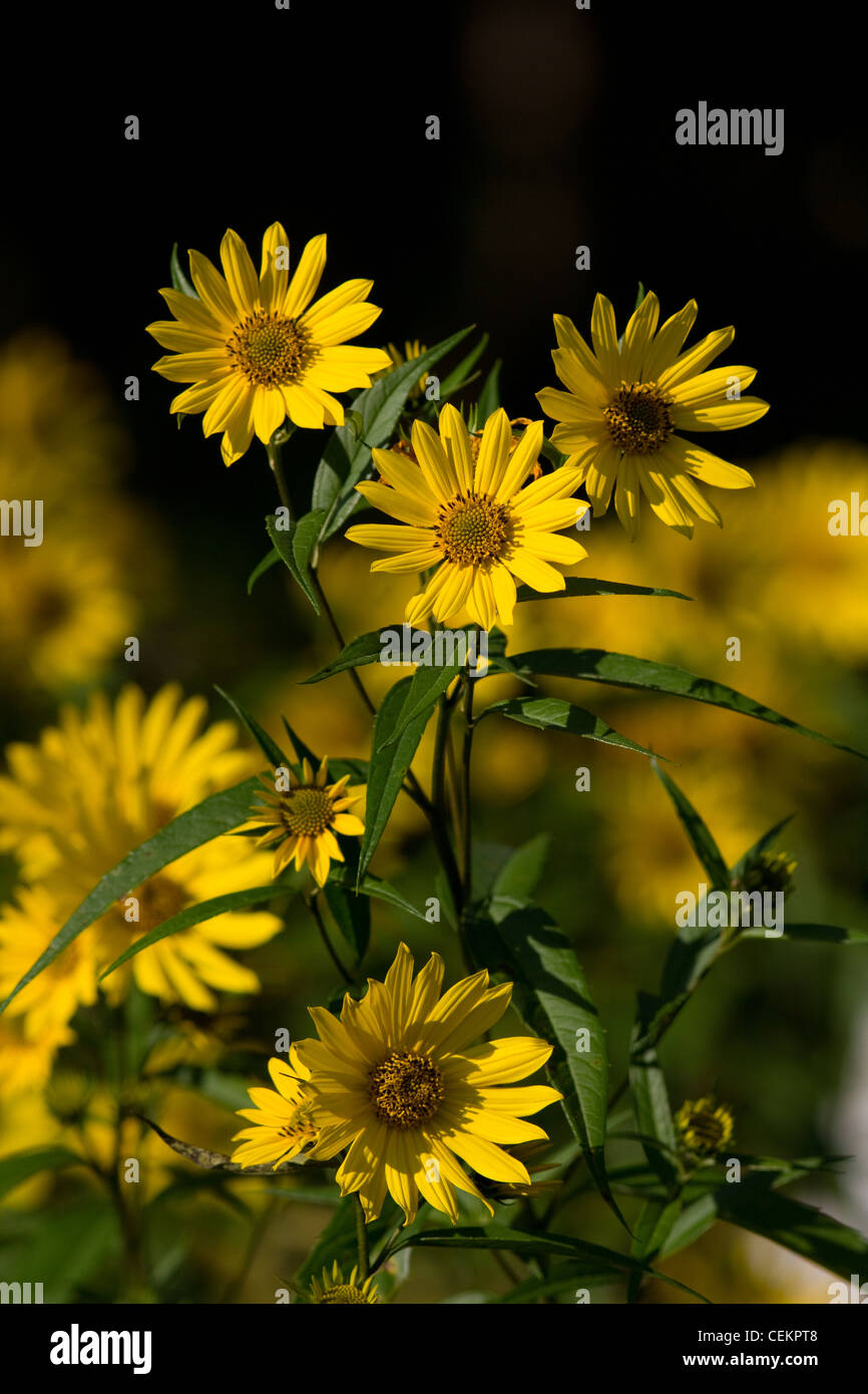 Girasole gigante Foto Stock