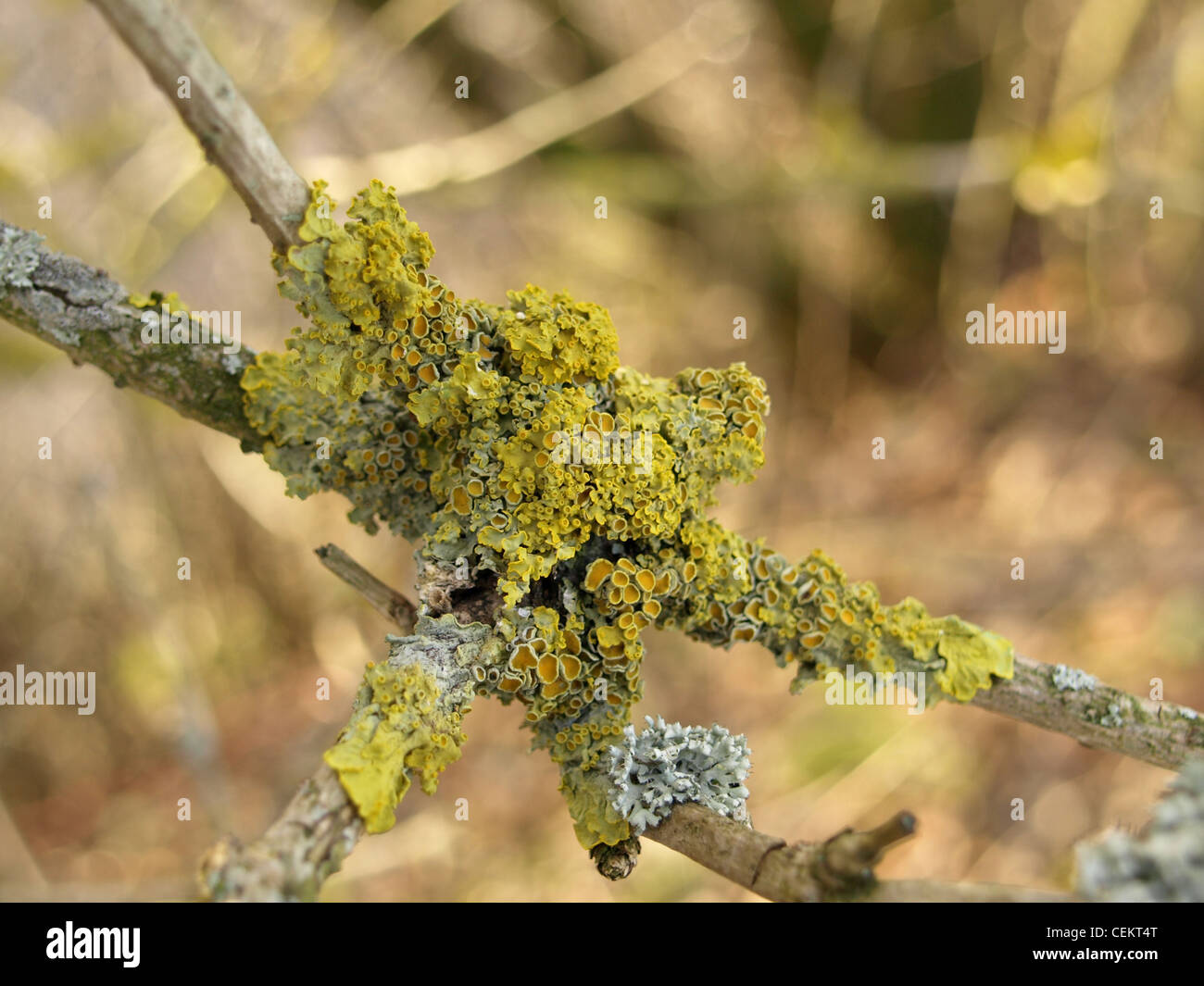 Comune lichene arancione, giallo la scala Shore / lichene Xanthoria parietina / Gewöhnliche Gelbflechte Foto Stock