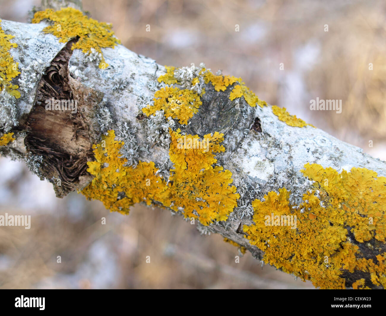 Comune lichene arancione, giallo la scala Shore / lichene Xanthoria parietina / Gewöhnliche Gelbflechte Foto Stock