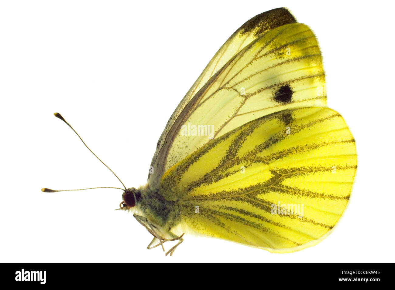 Offuscato Giallo farfalla Foto Stock