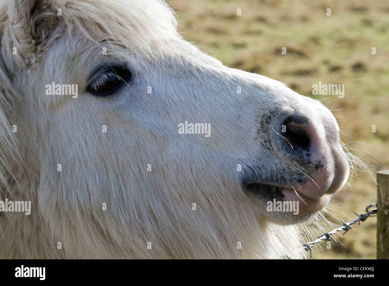 Cavallino bianco Foto Stock