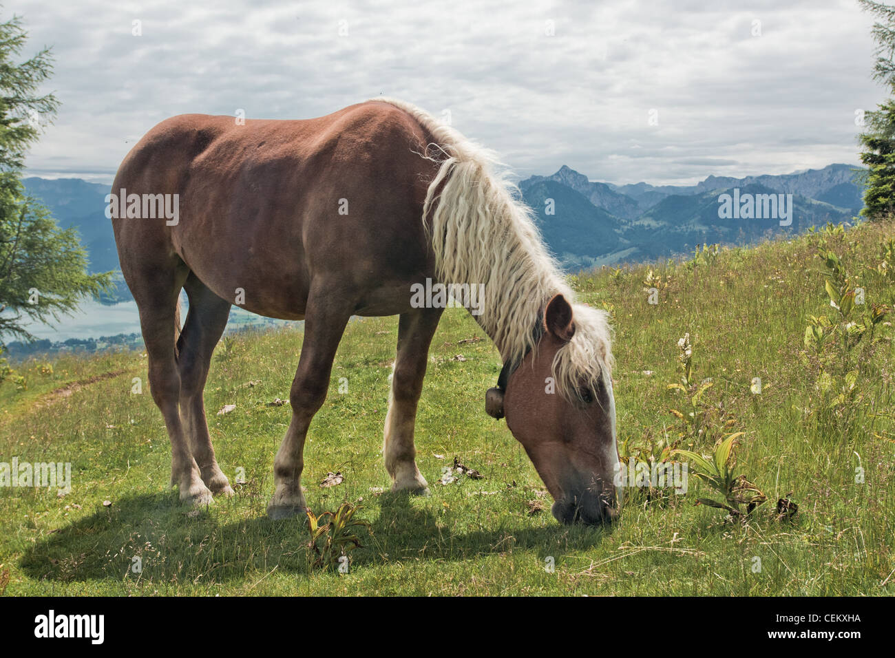 Cavallo ritratto su Zwolferhorn in Austria Foto Stock