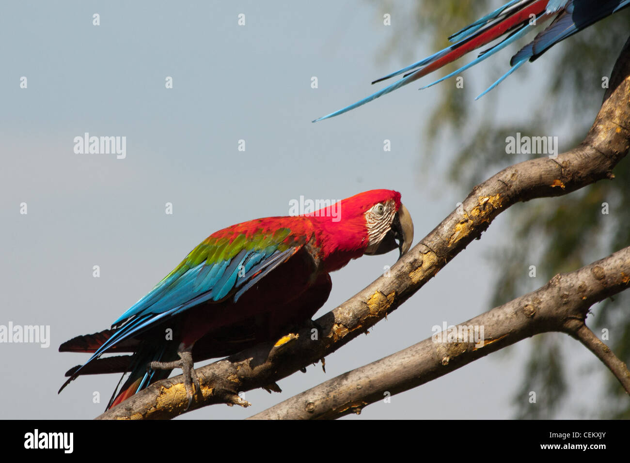 Ritratto di pappagallo sulla struttura ad albero Foto Stock