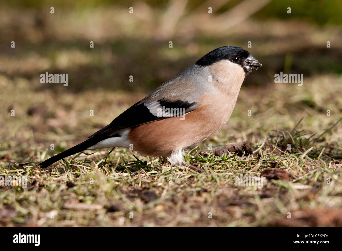 Bullfinch maschio in piedi a terra alimentazione Foto Stock