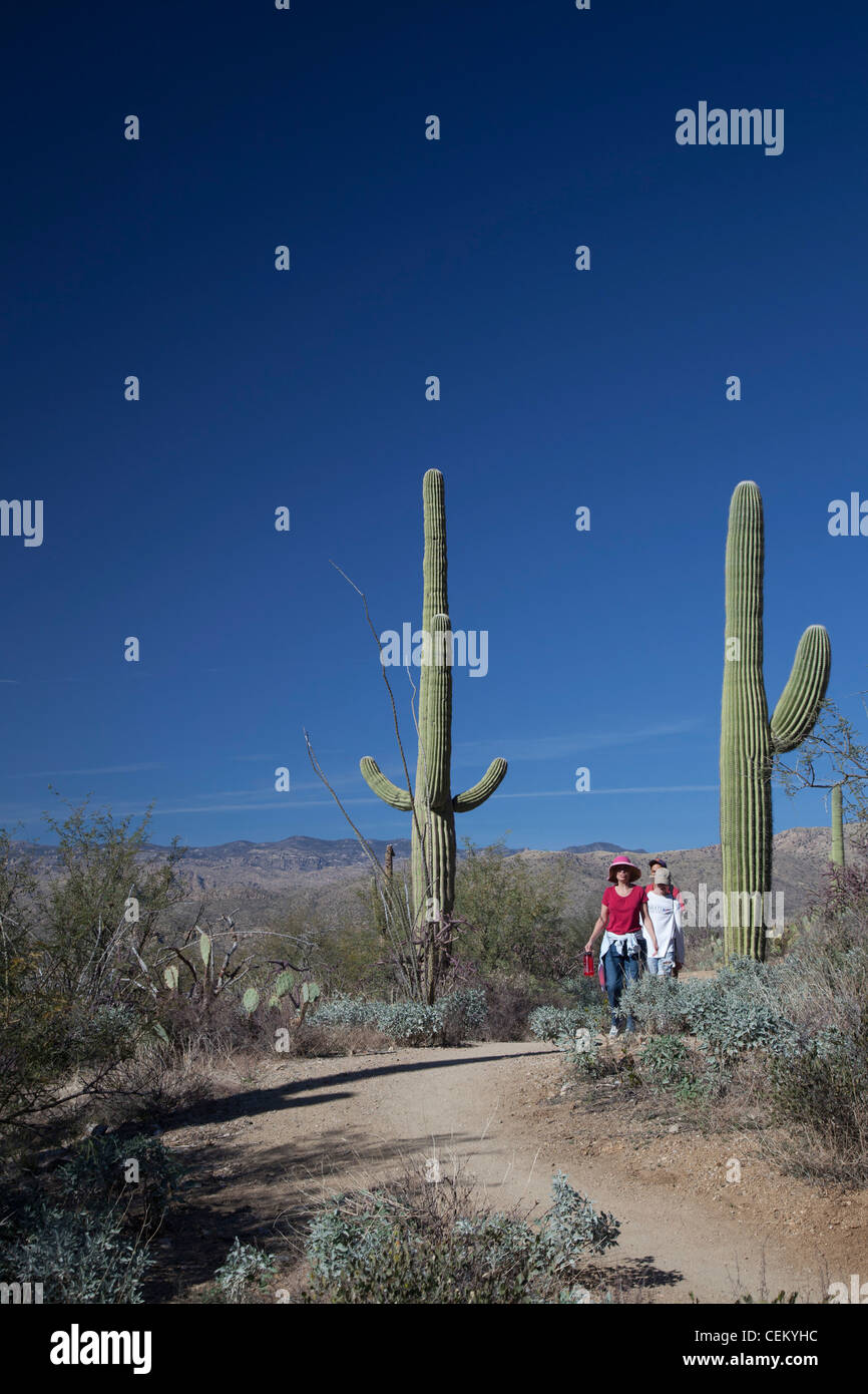 Tucson, Arizona - Escursionisti sulla molla di Douglas Trail nel Parco nazionale del Saguaro. Foto Stock