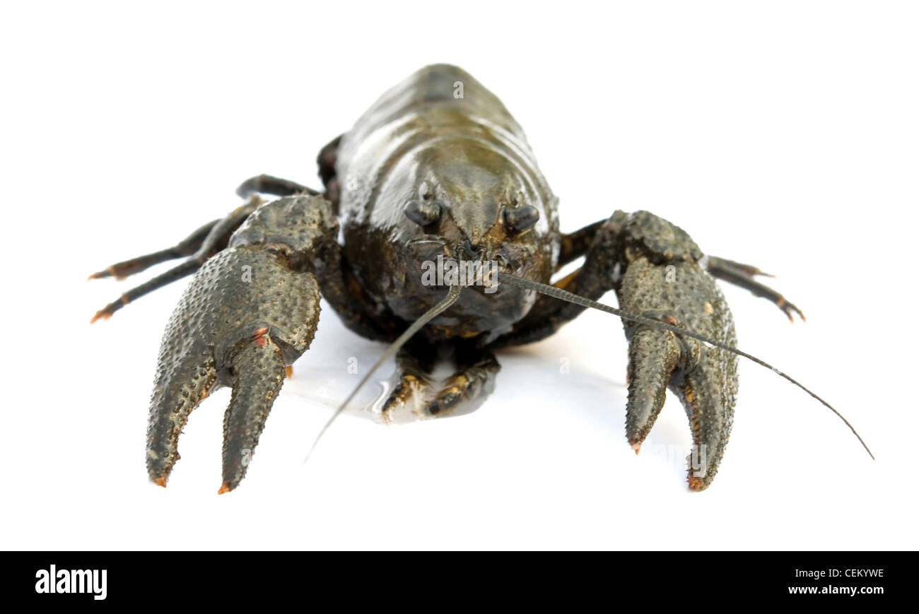 Fiume cancro è isolato su uno sfondo bianco Foto Stock