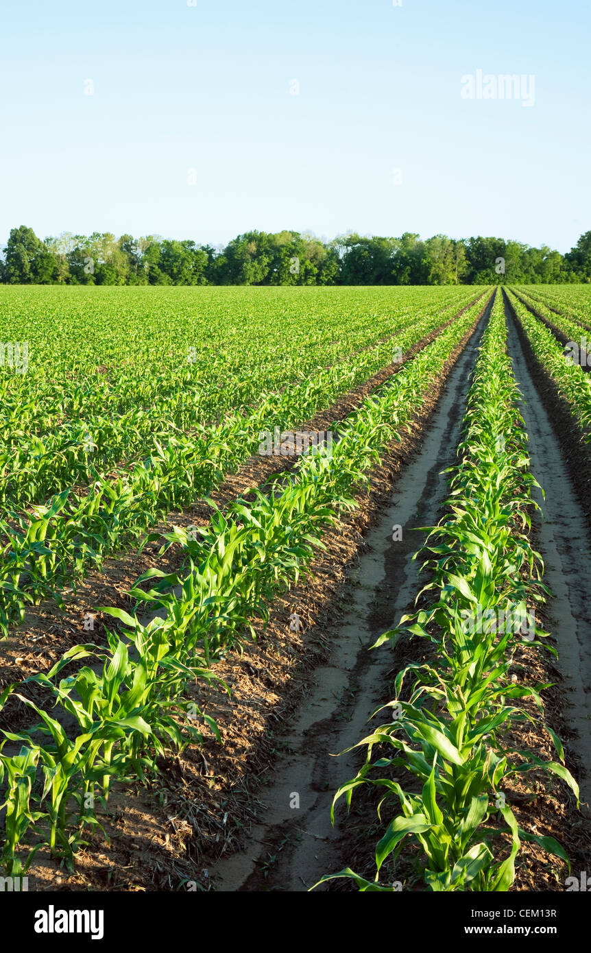 Agricoltura - Campo della metà la crescita del grano di piante di mais a 10 foglie pre infiorescenza staminifera stage / vicino a Inghilterra, Arkansas, Stati Uniti d'America. Foto Stock