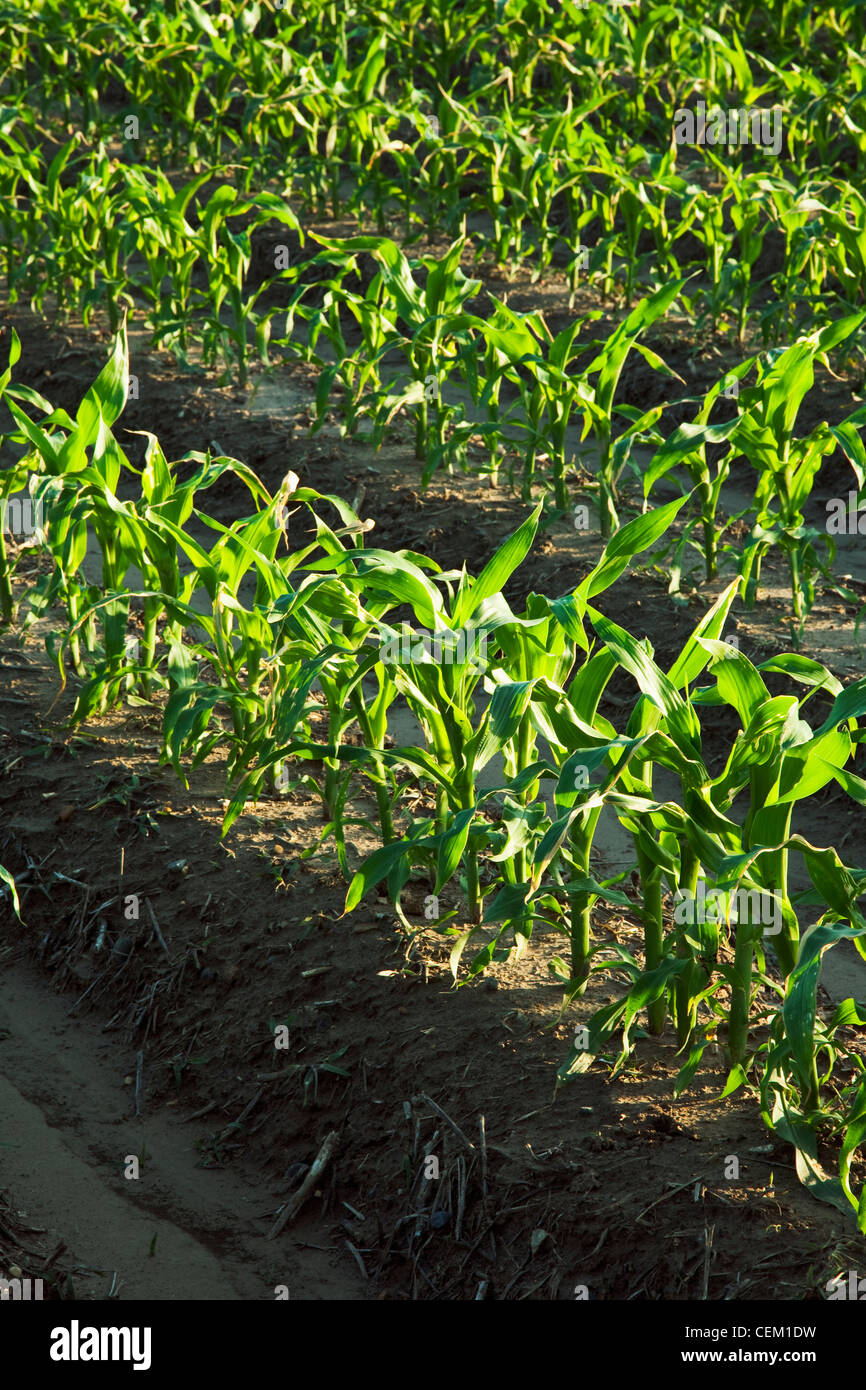 Agricoltura - Righe di metà della granella di crescita di piante di mais a 10 foglie pre infiorescenza staminifera stage / vicino a Inghilterra, Arkansas, Stati Uniti d'America. Foto Stock
