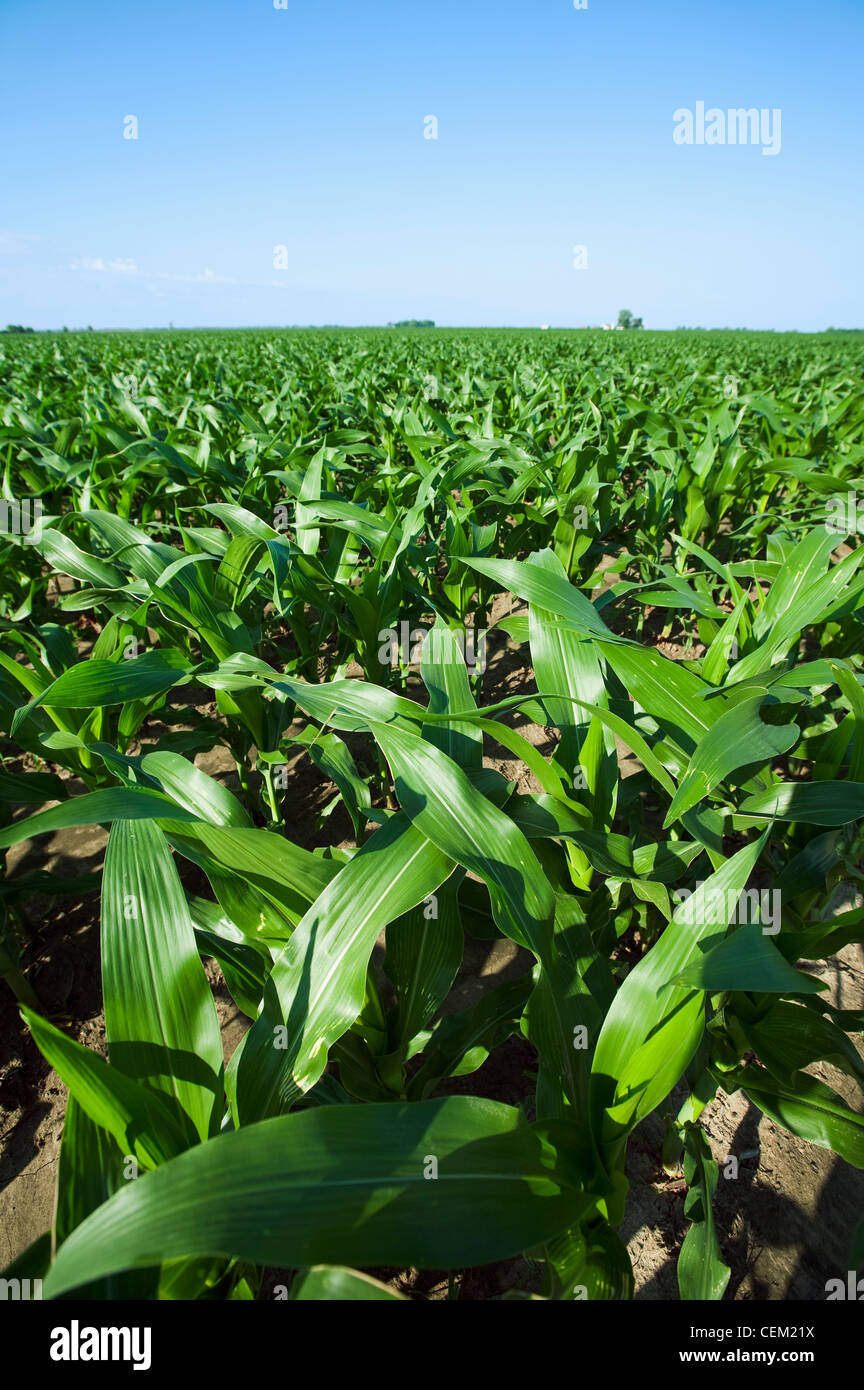 La crescita media del grano di piante di mais al pre infiorescenza staminifera stadio, fila doppia piantati con due righe 7' oltre su letti impostato su 38 centri". Foto Stock