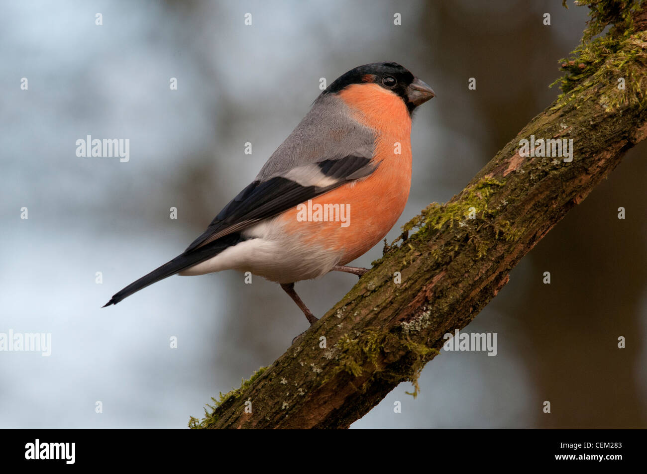 Maschio bullfinch seduto su un ramo Foto Stock