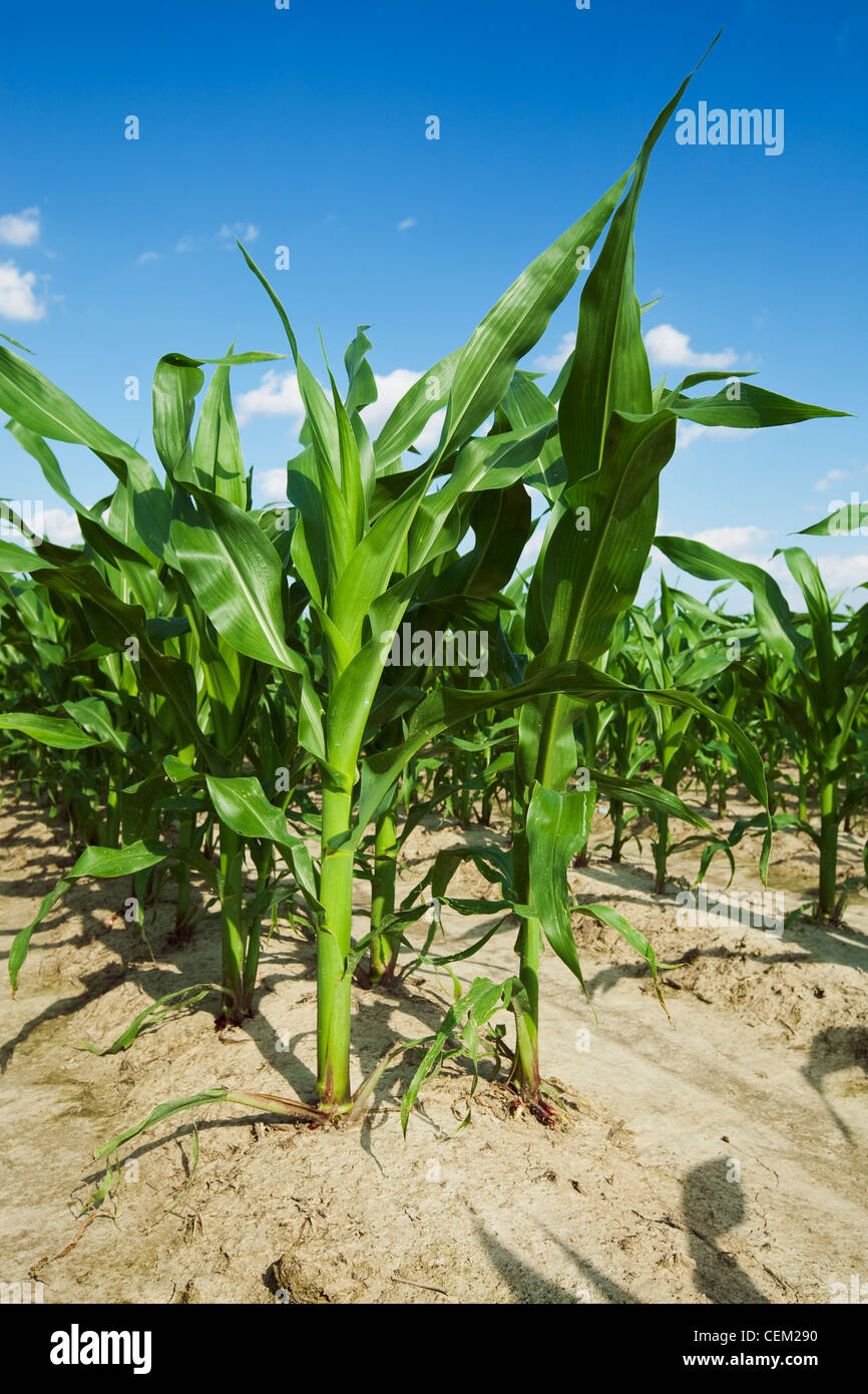 La crescita media del grano di piante di mais al pre infiorescenza staminifera stadio, fila doppia piantati con due righe 7' oltre su letti impostato su 38 centri". Foto Stock