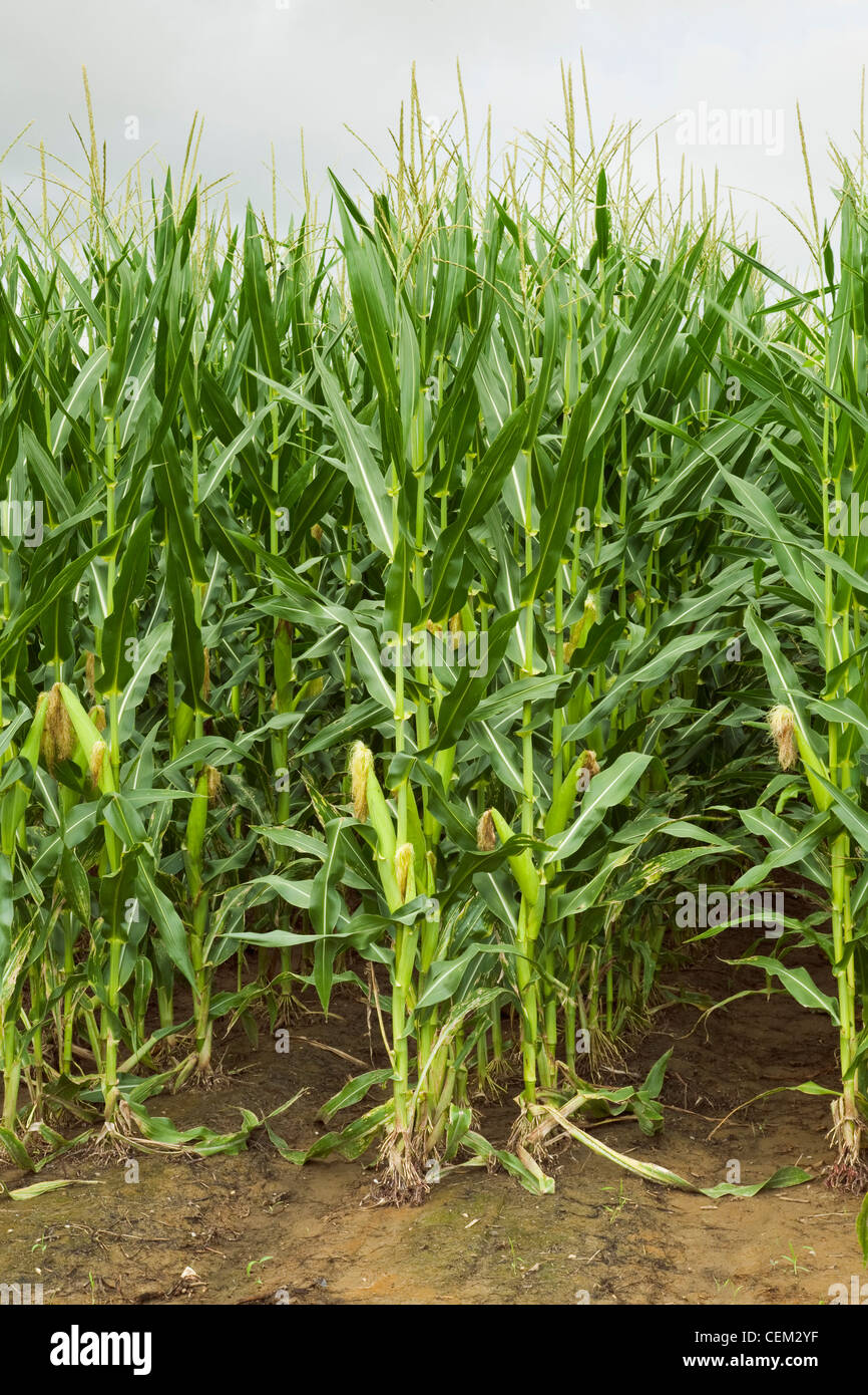 Fila doppia piantato a metà la crescita del grano di piante di mais al posto di fiocco di fase con la stagionatura orecchie sui gambi, visto dalla fine riga Foto Stock