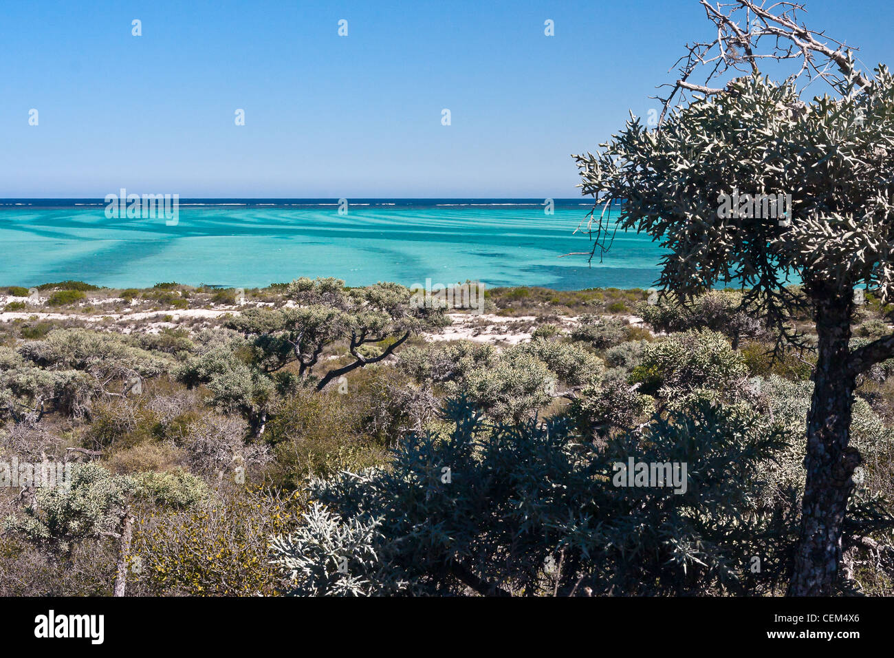 La vegetazione di latifoglie nel sud-ovest del Madagascar Foto Stock