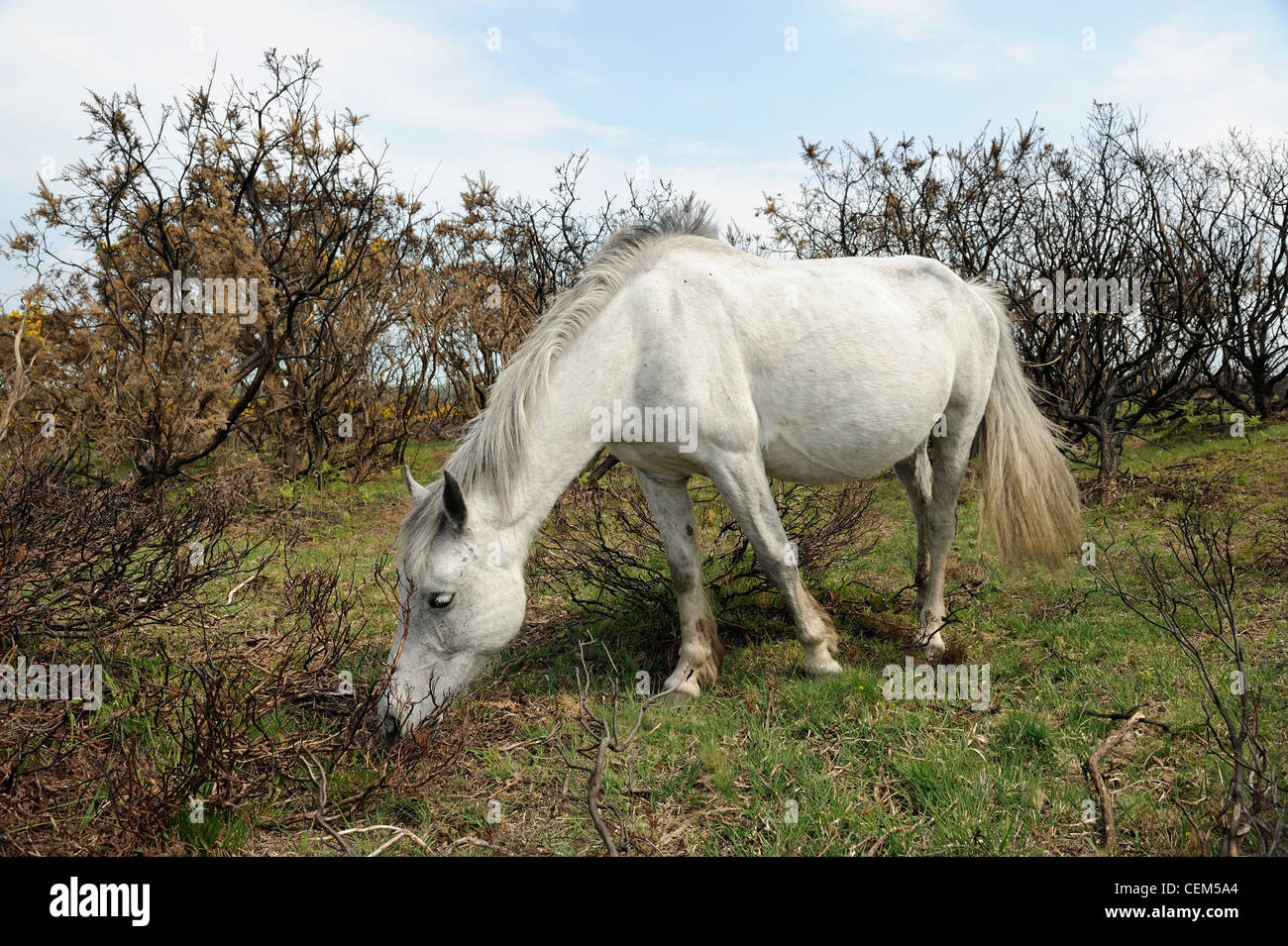 Un pony bianco che pascolano nella New Forest, Regno Unito Foto Stock