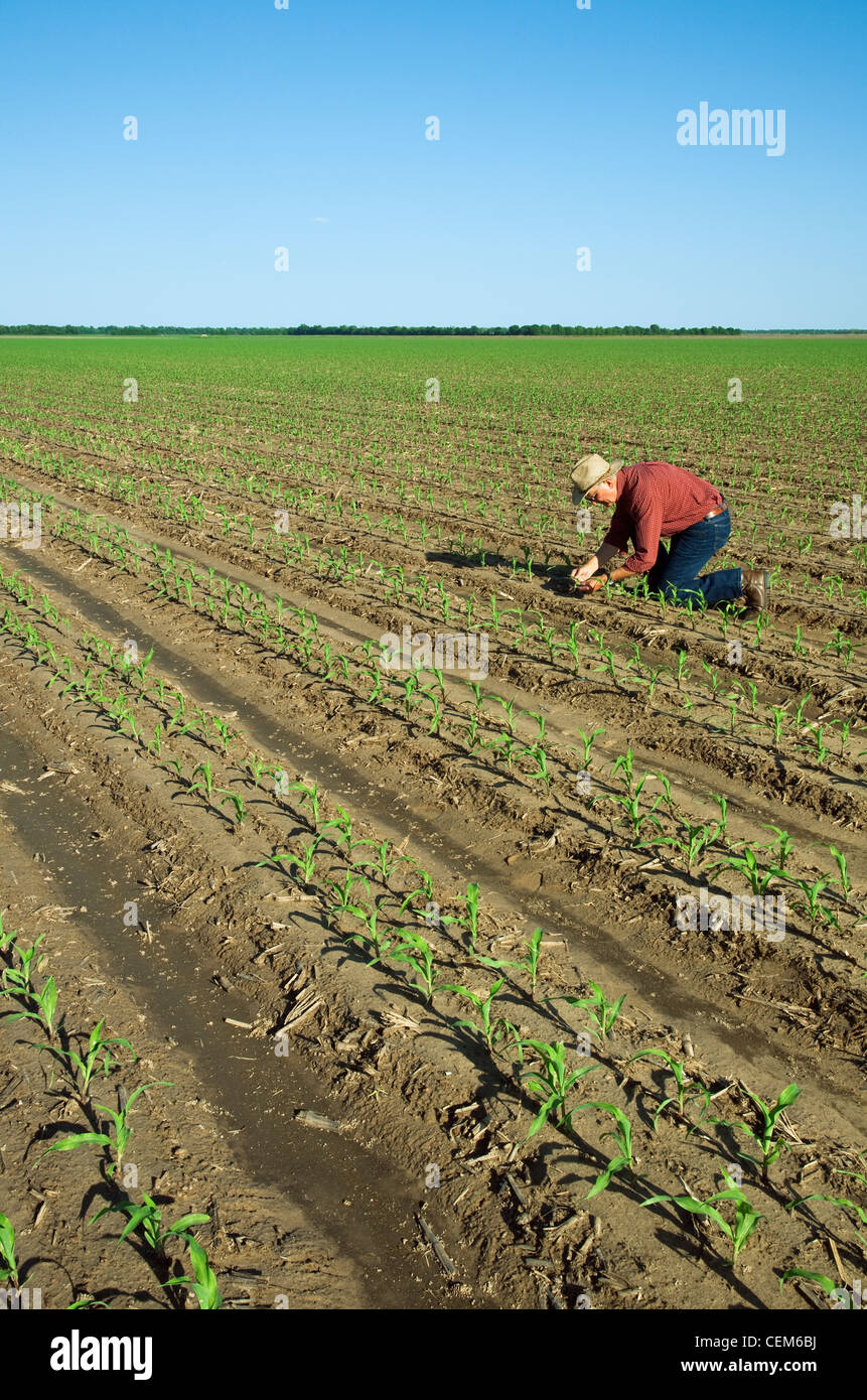 Agricoltura - un agricoltore (coltivatore) esamina la rapida crescita del grano di piante di mais a quattro stadio fogliare / vicino a Inghilterra, Arkansas, Stati Uniti d'America. Foto Stock