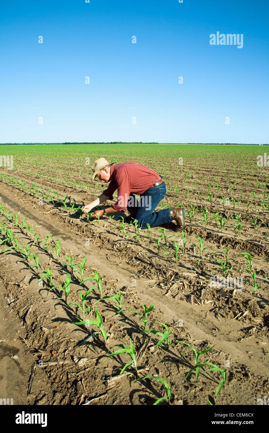 Agricoltura - un agricoltore (coltivatore) esamina la rapida crescita del grano di piante di mais a quattro stadio fogliare / vicino a Inghilterra, Arkansas, Stati Uniti d'America. Foto Stock