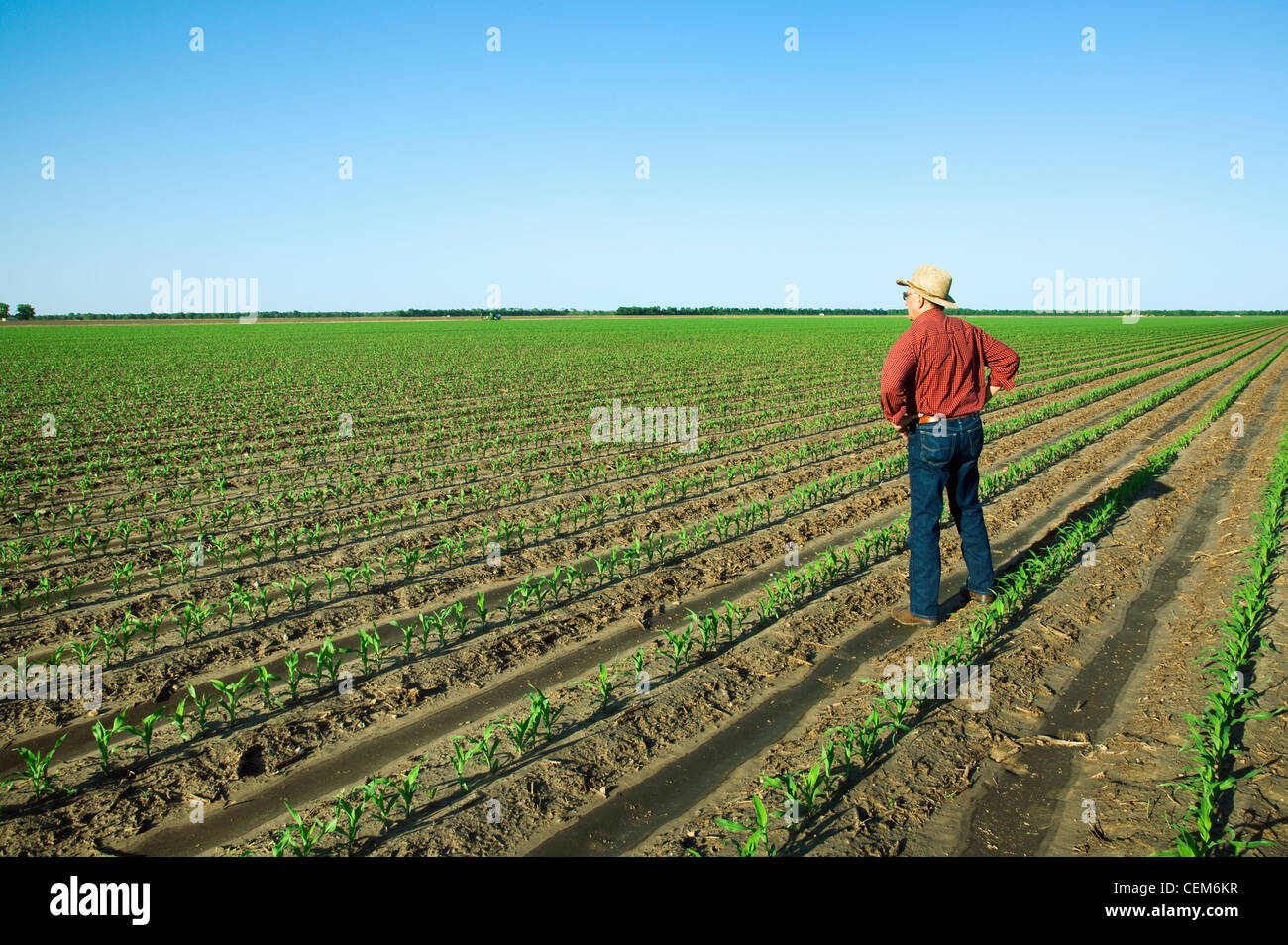 Agricoltura - un agricoltore (coltivatore) esamina il suo campo di crescita precoce del mais di granella delle piante in quattro stadio fogliare / Inghilterra, Arkansas. Foto Stock