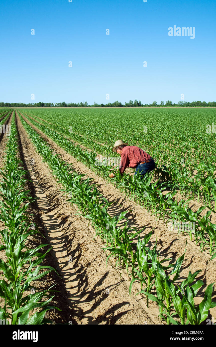 Agricoltura - un agricoltore (coltivatore) esamina il suo raccolto di crescita precoce del mais di granella piante a dieci stadio fogliare / Inghilterra, Arkansas. Foto Stock