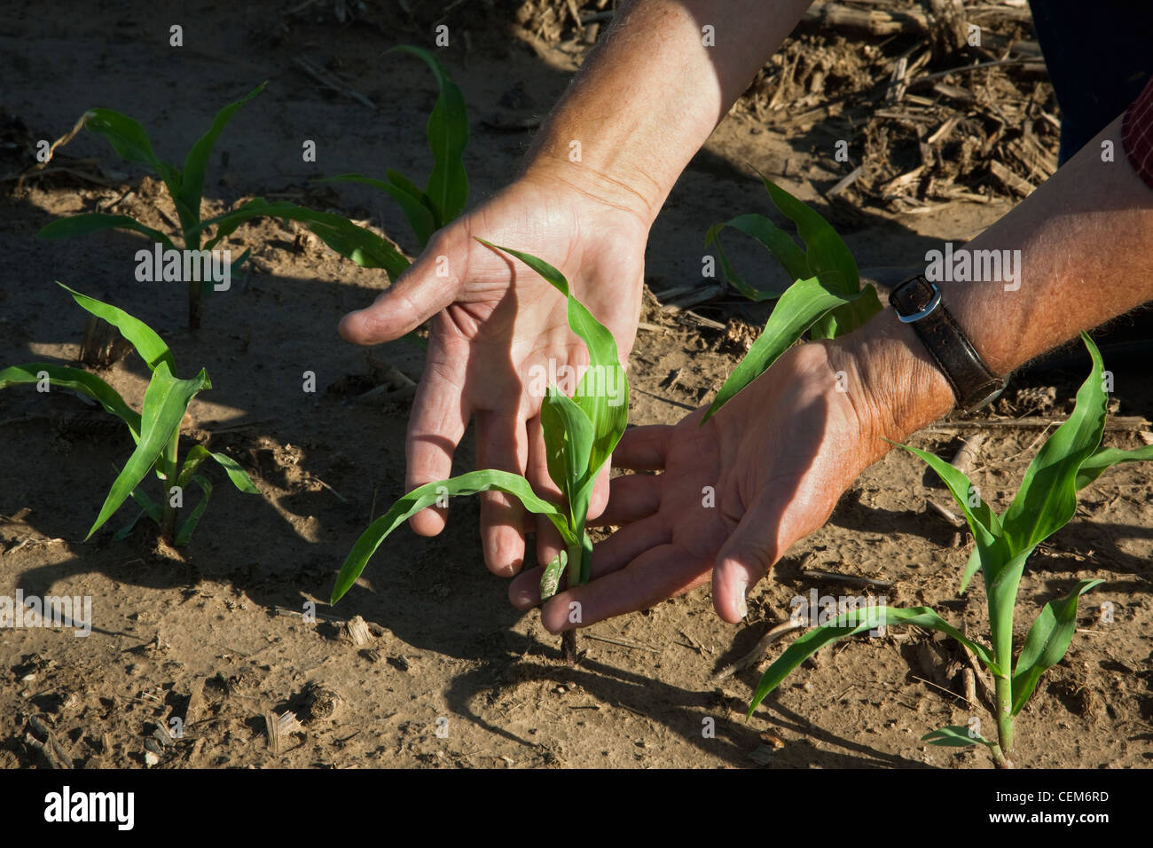 Agricoltura - Le mani di un contadino (coltivatore) come egli esamina una crescita precoce del mais di granella pianta a quattro stadio fogliare / Arkansas. Foto Stock