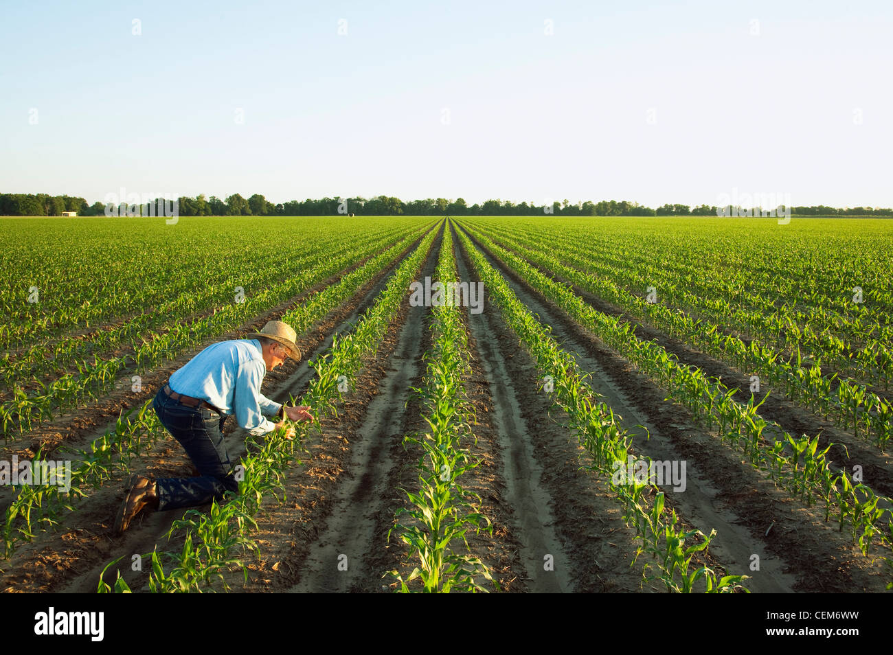 Agricoltura - un agricoltore (coltivatore) esamina la rapida crescita del grano di piante di mais al 6-7 stadio fogliare in early morning light / Arkansas. Foto Stock