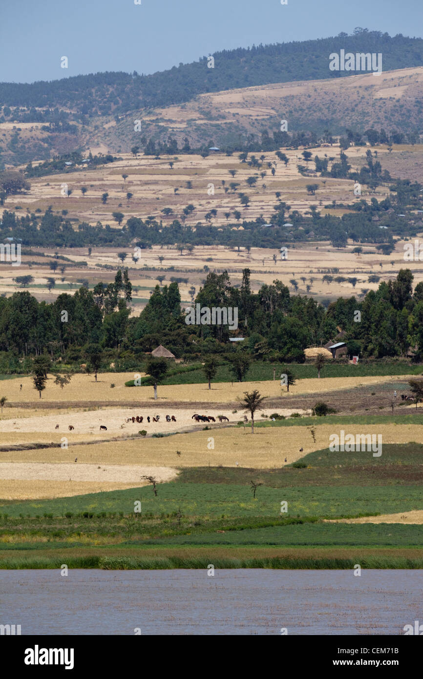 Panorama da sul lago Beseka. Etiopia. Dal bordo d'acqua, verdura verde, bovini spigolando campi cerealicoli collinare con la silvicoltura su skyline Foto Stock