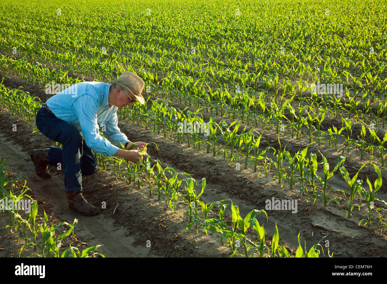 Agricoltura - un agricoltore (coltivatore) esamina la rapida crescita del grano di piante di mais al 6-7 stadio fogliare in early morning light / Arkansas. Foto Stock