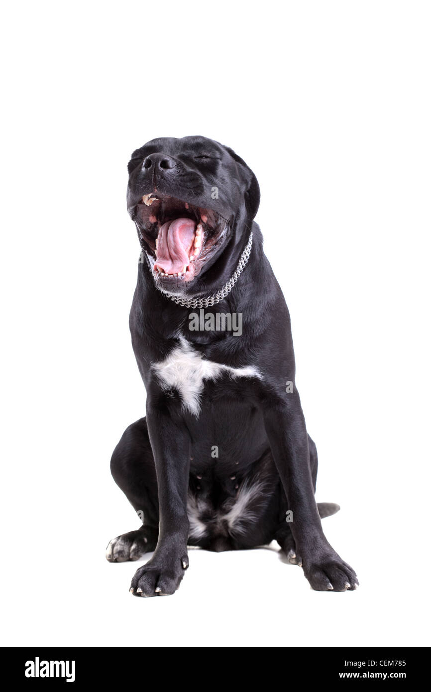 Cane Corso cane di razza ritratto, isolati su sfondo bianco Foto Stock