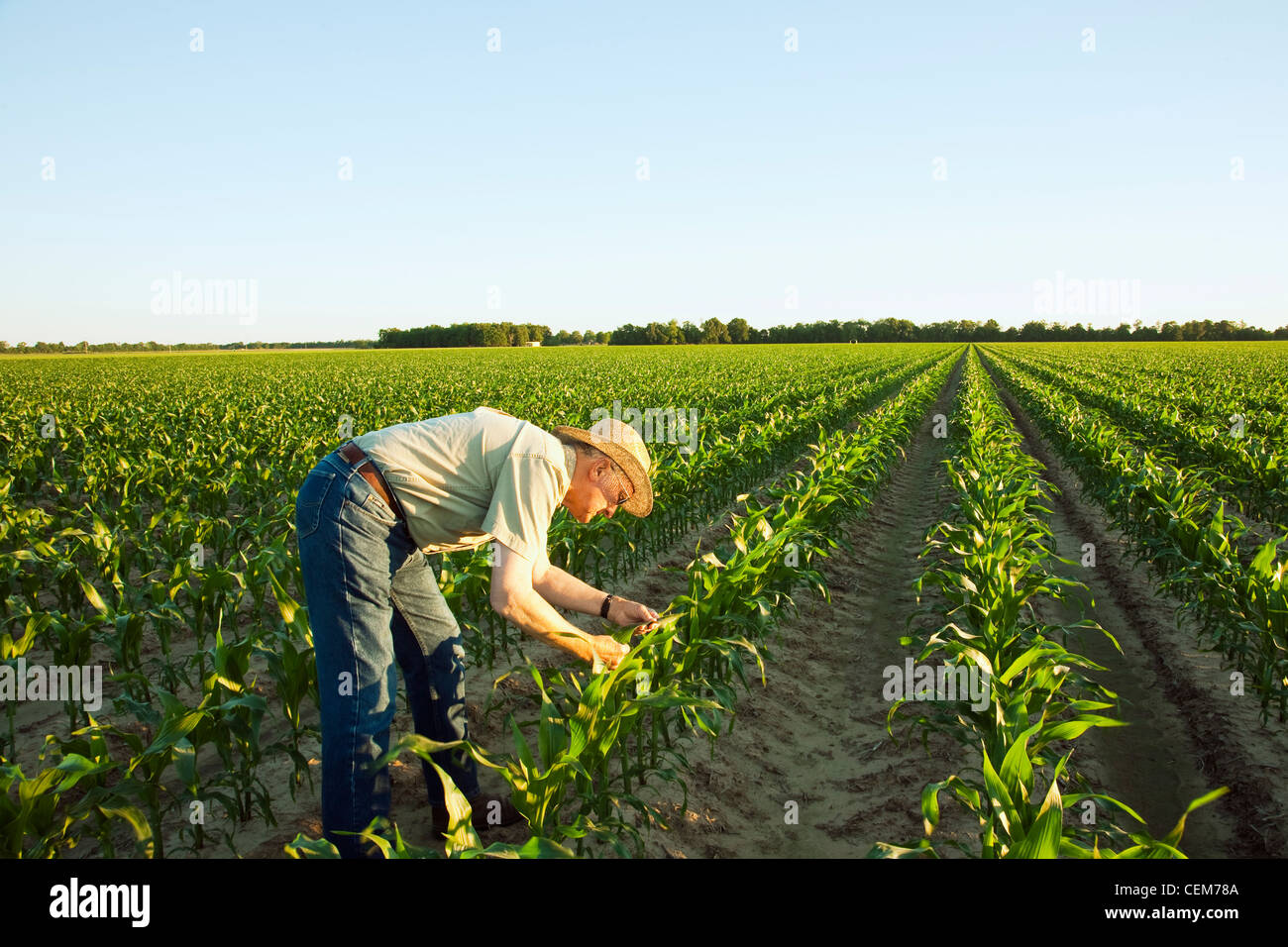 Agricoltura - un agricoltore (coltivatore) esamina la metà della crescita del grano di piante di mais a 12 stadio fogliare in early morning light / Arkansas. Foto Stock