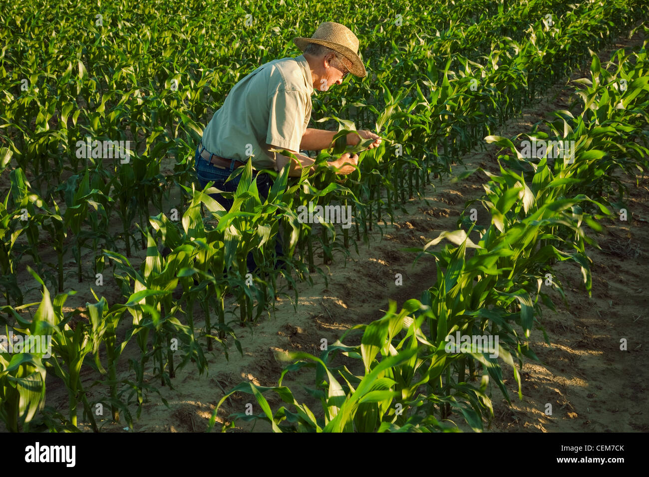 Agricoltura - un agricoltore (coltivatore) esamina la metà della crescita del grano di piante di mais a 12 stadio fogliare in early morning light / Arkansas. Foto Stock
