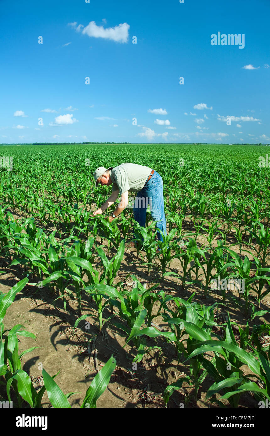 Agricoltura - un agricoltore (coltivatore) esamina la metà della crescita di piante di mais per pesti di insetto e il progresso di crescita / vicino a Inghilterra, Arkansas. Foto Stock