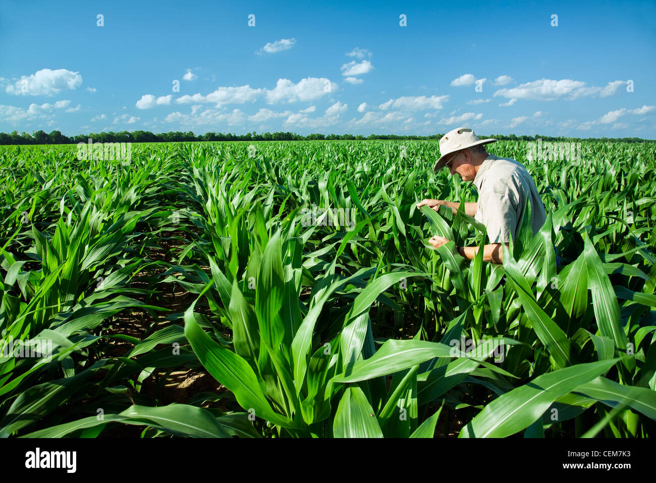 Agricoltura - un agricoltore (coltivatore) esamina la metà della crescita di pre-fase di fiocco di piante di mais per pesti di insetto e il progresso di crescita / Arkansas Foto Stock