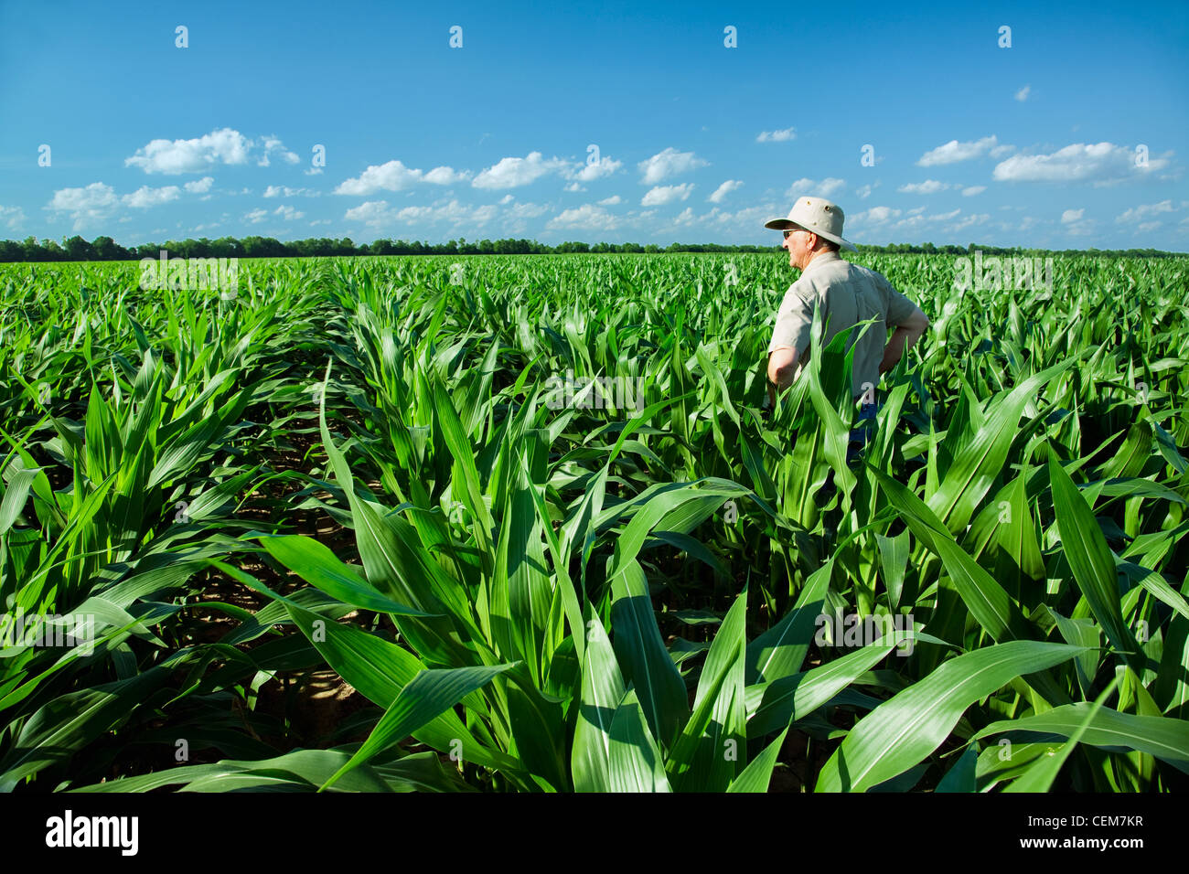 Agricoltura - un agricoltore (coltivatore) esamina il suo campo di crescita medio pre-stadio di fiocco di piante di granoturco / vicino a Inghilterra, Arkansas, Stati Uniti d'America. Foto Stock