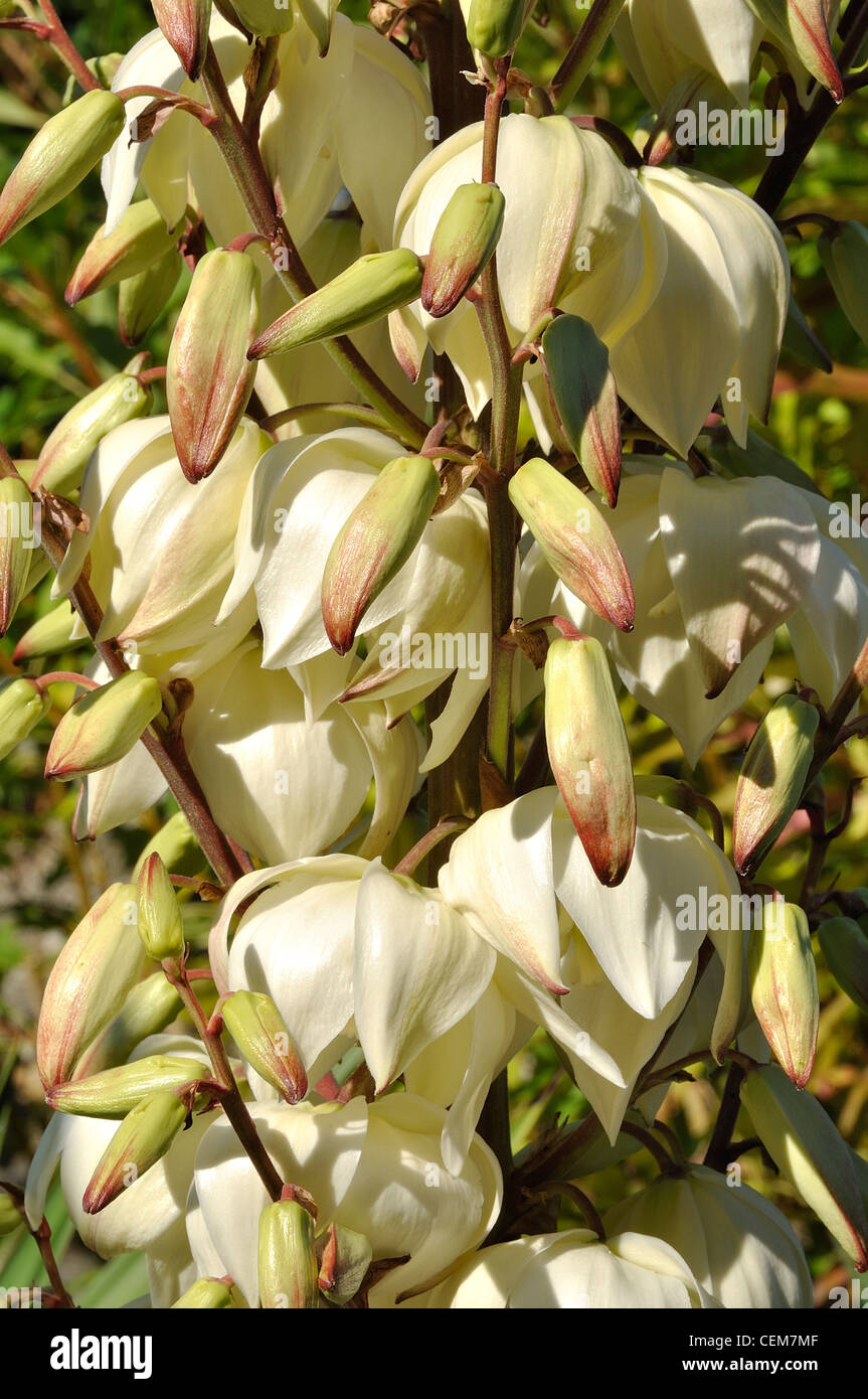 Yucca gloriosa 'Variegata' in fiore. Foto Stock