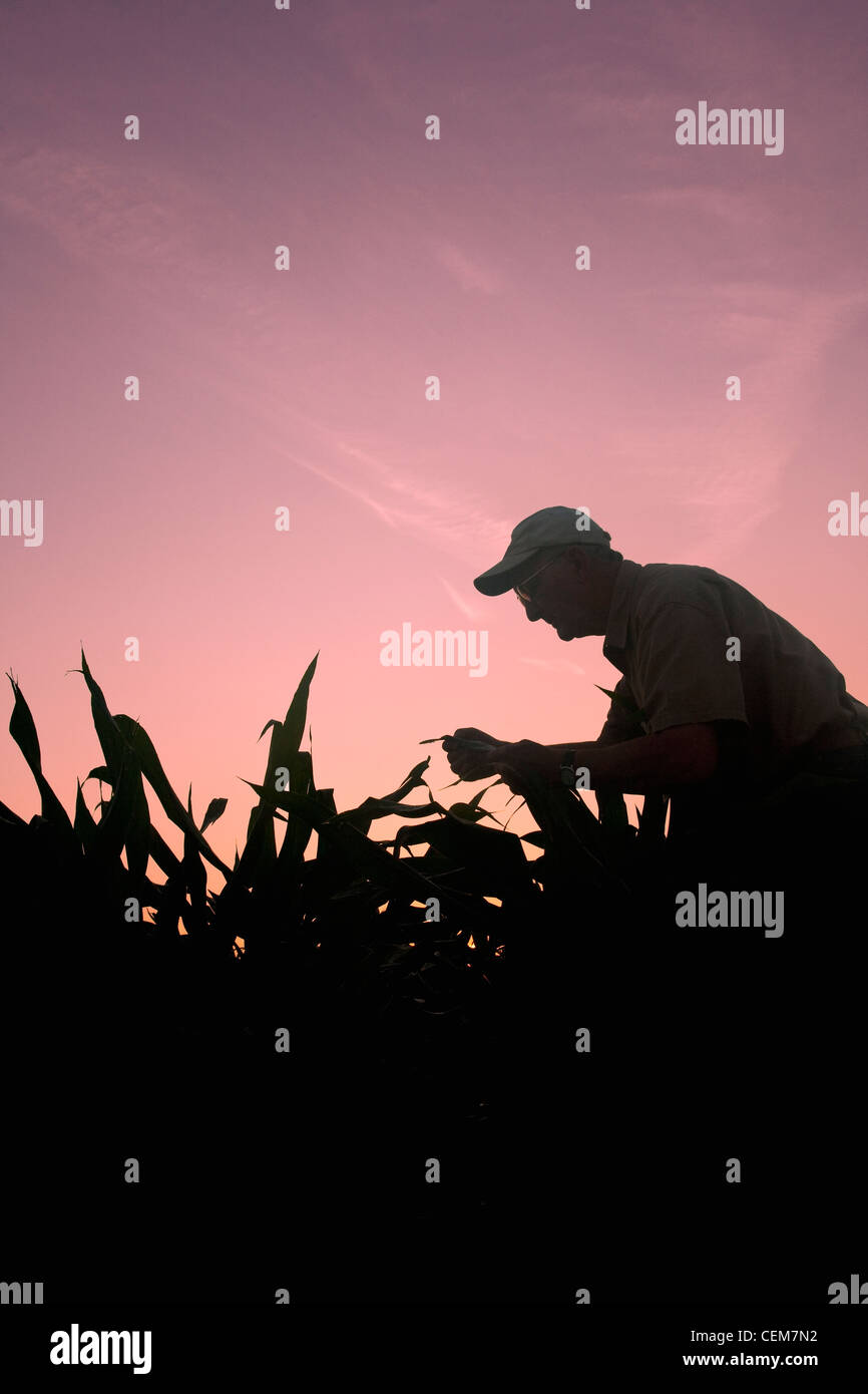 Agricoltura - un agricoltore (coltivatore) esamina la sua metà della crescita di piante di mais a sunrise / vicino a Inghilterra, Arkansas, Stati Uniti d'America. Foto Stock