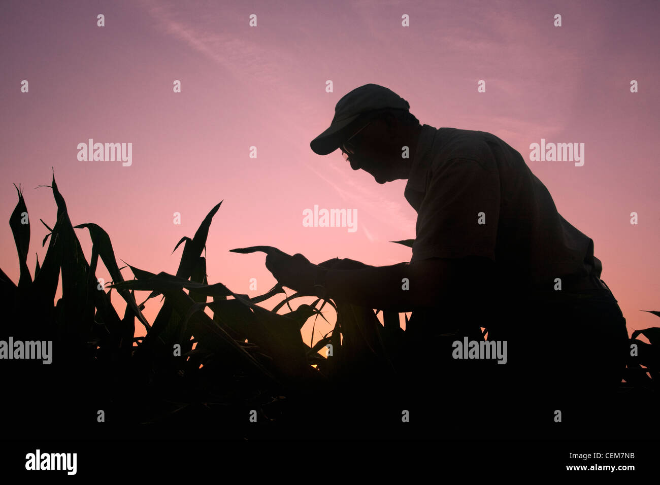 Agricoltura - un agricoltore (coltivatore) esamina la sua metà della crescita di piante di mais a sunrise / vicino a Inghilterra, Arkansas, Stati Uniti d'America. Foto Stock