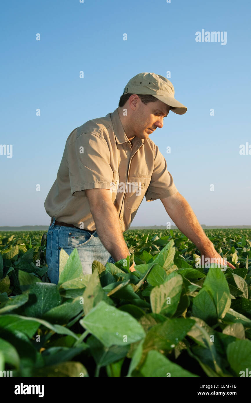 Agricoltura - un agricoltore (coltivatore) esamina la sua metà della crescita di raccolto di soia a metà-fine cialda set stage / Arkansas, Stati Uniti d'America. Foto Stock