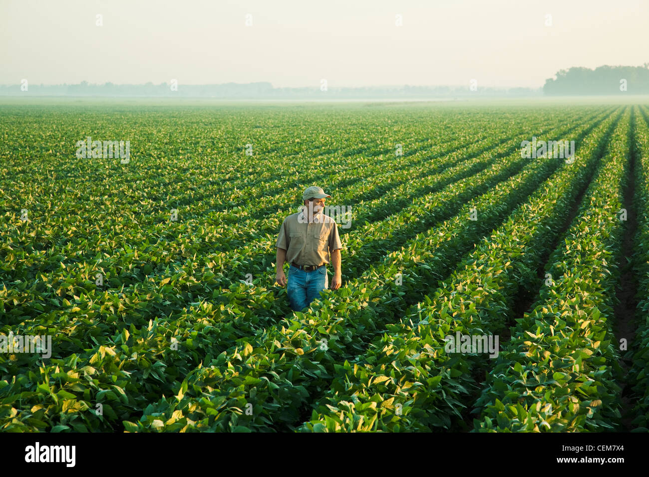 Un contadino (coltivatore) si affaccia sul suo campo ed esamina la sua metà della crescita di raccolto di soia a metà-fine cialda set stage / STATI UNITI D'AMERICA. Foto Stock
