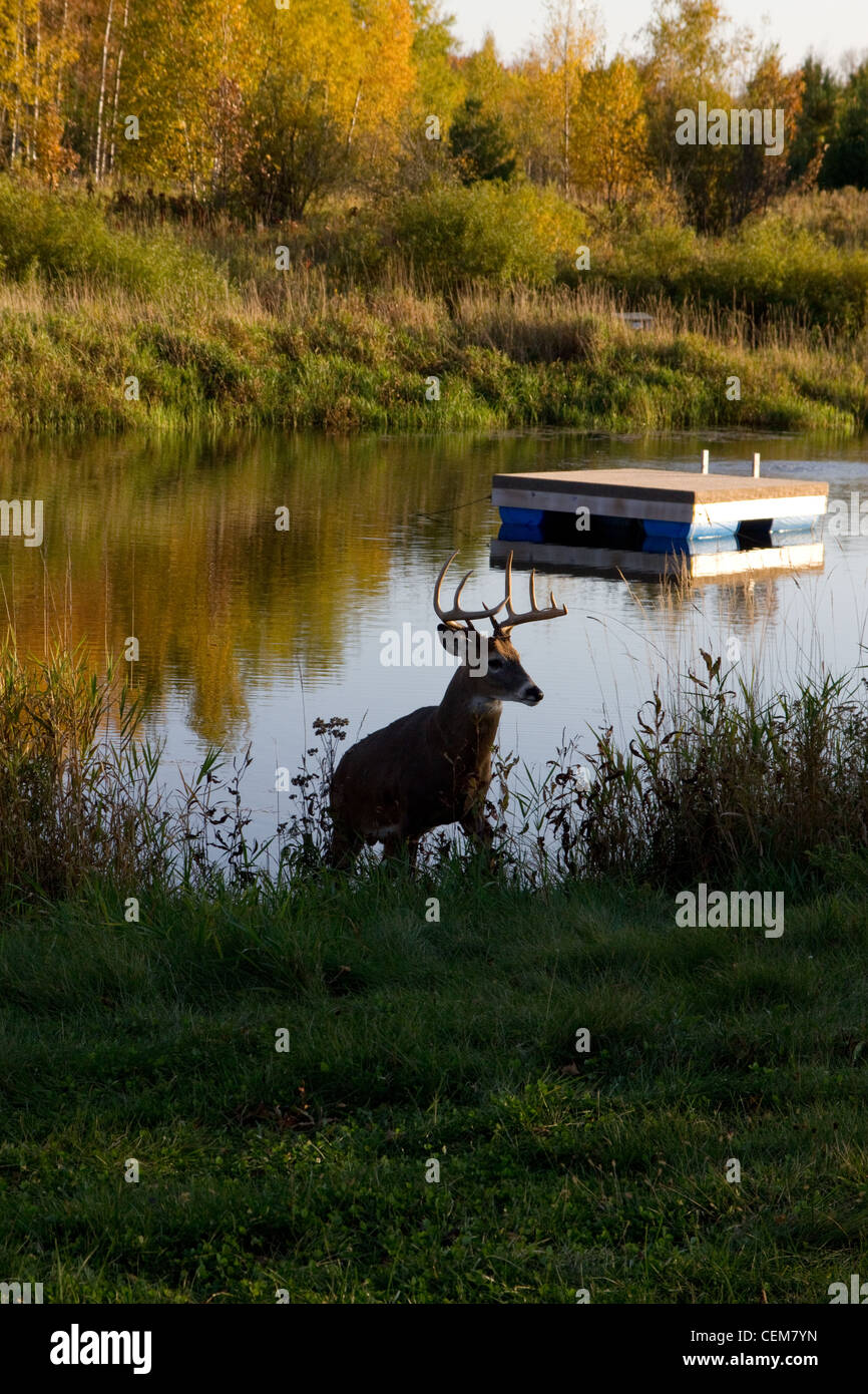 White-tailed buck Foto Stock