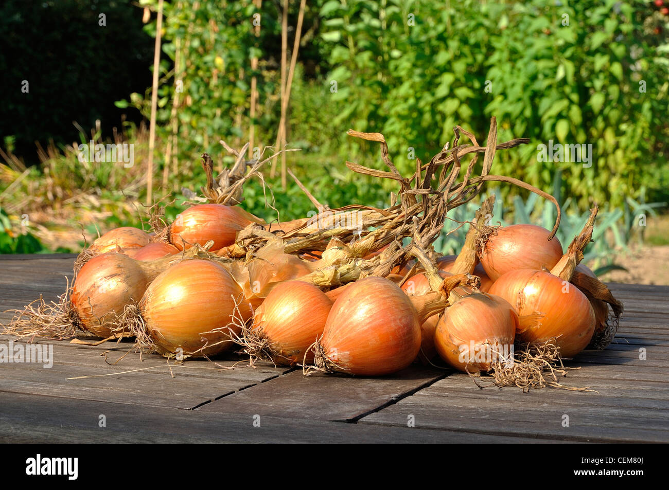 Cipolle 'Mulhouse' (Allium cepa) sul tavolo da giardino. Foto Stock