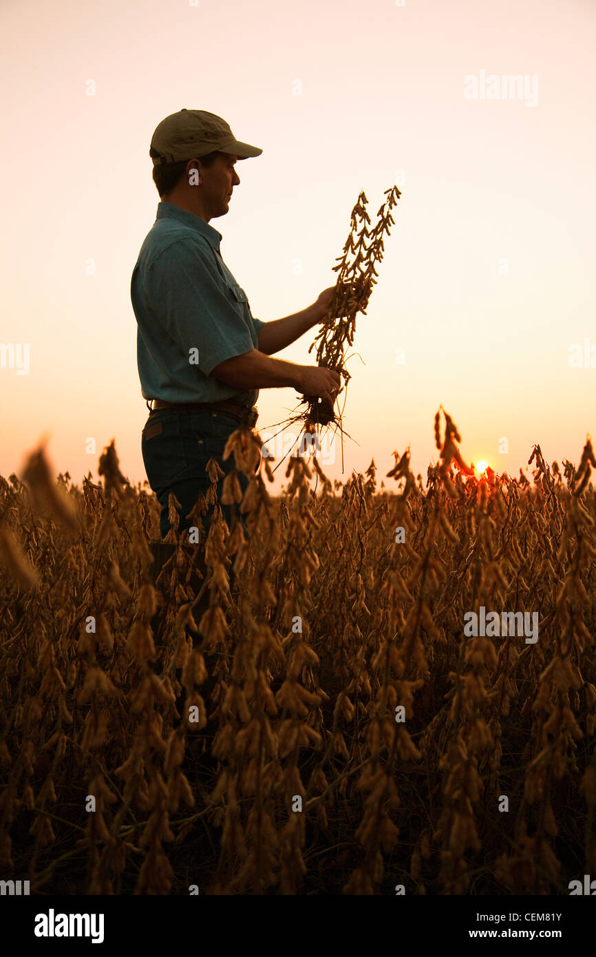 Agricoltura - un agricoltore (coltivatore) ispeziona il suo raccolto maturo pronto il raccolto di soia all'alba / Arkansas, Stati Uniti d'America. Foto Stock