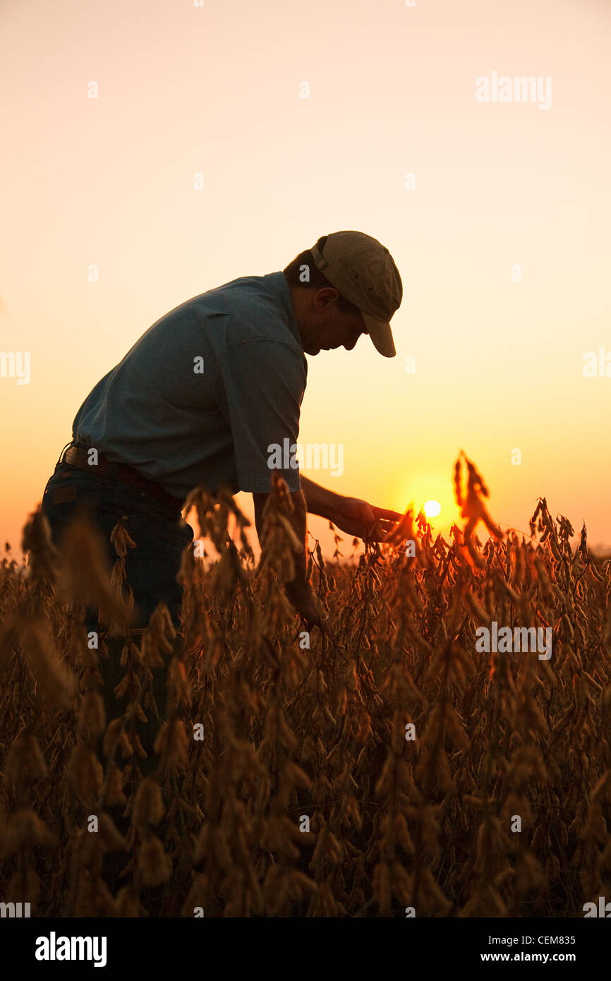 Agricoltura - un agricoltore (coltivatore) ispeziona il suo raccolto maturo pronto il raccolto di soia all'alba / Arkansas, Stati Uniti d'America. Foto Stock