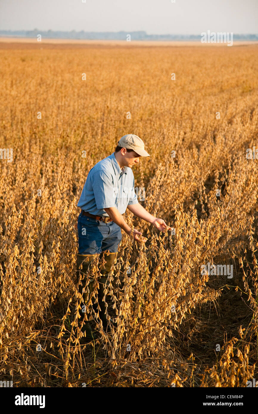 Agricoltura - un agricoltore (coltivatore) ispeziona il suo raccolto maturo pronto il raccolto di soia in early morning light / Arkansas, Stati Uniti d'America. Foto Stock